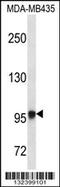 Exostosin Like Glycosyltransferase 3 antibody, 56-613, ProSci, Western Blot image 
