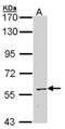 Staufen Double-Stranded RNA Binding Protein 1 antibody, NBP1-33202, Novus Biologicals, Western Blot image 