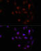 Homeobox A2 antibody, 23-891, ProSci, Immunofluorescence image 