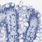 Asialoglycoprotein Receptor 1 antibody, PA5-52994, Invitrogen Antibodies, Immunohistochemistry frozen image 