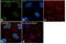 Histone Cluster 4 H4 antibody, PA5-40085, Invitrogen Antibodies, Immunocytochemistry image 