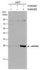 High Mobility Group Box 2 antibody, PA5-78006, Invitrogen Antibodies, Western Blot image 