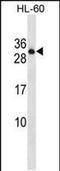 Protein tyrosine phosphatase receptor type C-associated protein antibody, PA5-48784, Invitrogen Antibodies, Western Blot image 