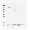 Cytochrome C, Somatic antibody, M03529-5, Boster Biological Technology, Western Blot image 