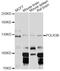 RNA Polymerase III Subunit B antibody, LS-C747750, Lifespan Biosciences, Western Blot image 