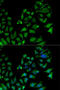 Aryl Hydrocarbon Receptor Interacting Protein Like 1 antibody, LS-C749123, Lifespan Biosciences, Immunofluorescence image 