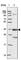 Calcium/Calmodulin Dependent Protein Kinase II Alpha antibody, HPA051785, Atlas Antibodies, Western Blot image 