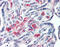 Syntaxin 12 antibody, 48-096, ProSci, Immunohistochemistry frozen image 
