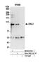 DNA Ligase 3 antibody, NB100-81661, Novus Biologicals, Western Blot image 
