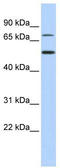 T-Box 3 antibody, TA333776, Origene, Western Blot image 