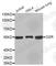 Glutathione-Disulfide Reductase antibody, A7163, ABclonal Technology, Western Blot image 