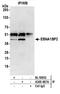 EBNA1 Binding Protein 2 antibody, A305-067A, Bethyl Labs, Immunoprecipitation image 