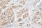 Gonadotropin Releasing Hormone 1 antibody, A02307, Boster Biological Technology, Immunohistochemistry frozen image 