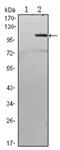 TGF-Beta Activated Kinase 1 (MAP3K7) Binding Protein 2 antibody, AM06537SU-N, Origene, Western Blot image 