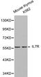Interleukin 7 Receptor antibody, LS-B14261, Lifespan Biosciences, Western Blot image 