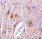 Tripartite motif-containing protein 5 antibody, LS-C351, Lifespan Biosciences, Immunohistochemistry frozen image 