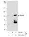 Nucleoporin 98 antibody, NBP2-19612, Novus Biologicals, Immunoprecipitation image 