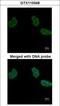 Aminoacylase-1 antibody, GTX110348, GeneTex, Immunofluorescence image 