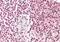 Pirin antibody, NB300-958, Novus Biologicals, Immunohistochemistry paraffin image 
