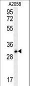 Tripartite Motif Containing 73 antibody, LS-C160173, Lifespan Biosciences, Western Blot image 