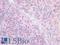 DGK-alpha antibody, LS-B16771, Lifespan Biosciences, Immunohistochemistry paraffin image 