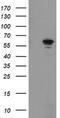 Formimidoyltransferase Cyclodeaminase antibody, TA504951, Origene, Western Blot image 