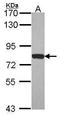 Moesin antibody, GTX101708, GeneTex, Western Blot image 