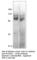 NEDD4 E3 Ubiquitin Protein Ligase antibody, NEDD4-101AP, FabGennix, Western Blot image 