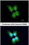 DNA replication complex GINS protein SLD5 antibody, PA5-31566, Invitrogen Antibodies, Immunofluorescence image 