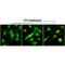 H2A Histone Family Member X antibody, GTX33597, GeneTex, Immunofluorescence image 