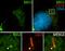 ADP Ribosylation Factor Like GTPase 6 antibody, 12676-1-AP, Proteintech Group, Immunofluorescence image 