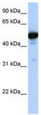 Glutamate dehydrogenase 1, mitochondrial antibody, TA338163, Origene, Western Blot image 