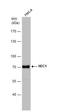 NDC80 Kinetochore Complex Component antibody, NB100-338, Novus Biologicals, Western Blot image 