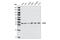 Eukaryotic Translation Initiation Factor 3 Subunit J antibody, 3261S, Cell Signaling Technology, Western Blot image 