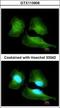 Cullin 7 antibody, GTX113906, GeneTex, Immunocytochemistry image 