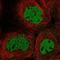 Caspase 2 antibody, NBP2-38635, Novus Biologicals, Immunocytochemistry image 