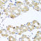 Coenzyme Q7, Hydroxylase antibody, A04682, Boster Biological Technology, Immunohistochemistry frozen image 
