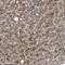 Neuraminidase 1 antibody, NBP1-87756, Novus Biologicals, Immunohistochemistry frozen image 