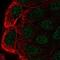 Cbl Proto-Oncogene C antibody, NBP2-55259, Novus Biologicals, Immunofluorescence image 