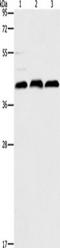 Autophagy Related 3 antibody, TA349481, Origene, Western Blot image 