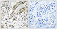 Transcription Elongation Factor A Like 3 antibody, abx014953, Abbexa, Western Blot image 