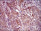 G3BP Stress Granule Assembly Factor 1 antibody, orb329936, Biorbyt, Immunohistochemistry paraffin image 