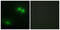 Death Domain Associated Protein antibody, LS-C119542, Lifespan Biosciences, Immunofluorescence image 
