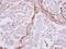 Actin Alpha 2, Smooth Muscle antibody, NBP1-30894, Novus Biologicals, Immunohistochemistry frozen image 