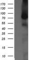 NIMA Related Kinase 11 antibody, NBP2-46140, Novus Biologicals, Western Blot image 