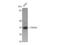 TNFRSF1A Associated Via Death Domain antibody, STJ96081, St John