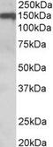 Oligodendrocyte Myelin Glycoprotein antibody, MBS420108, MyBioSource, Western Blot image 