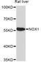 NADPH Oxidase 1 antibody, LS-C747209, Lifespan Biosciences, Western Blot image 