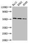 SLP-65 antibody, LS-C677300, Lifespan Biosciences, Western Blot image 