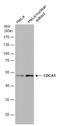 NUF2 Component Of NDC80 Kinetochore Complex antibody, NBP2-43779, Novus Biologicals, Western Blot image 